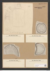 Campylodiscus kittonianus Grev. (de-Toni-Nr.: Genus 57, Species 2510) Zeichnungen Sammlung Grunow Nr. 5022 (NHMW-BOT-W0373277)